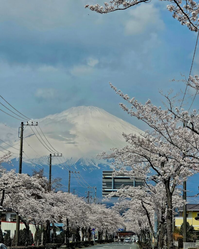 目黒川も良いですが、御殿場の桜も見事です。賃貸ガレージハウスに住まい、満開の桜と富士山を愛でる生活はいかがでしょうか。.#賃貸ガレージハウス#レンタルガレージハウス#ガレージライフ#御殿場ガレージハウス#小山町ガレージハウス#富士スピードウェイ#mirage#Le Mirage#garagelife#garagehouse#FISCO